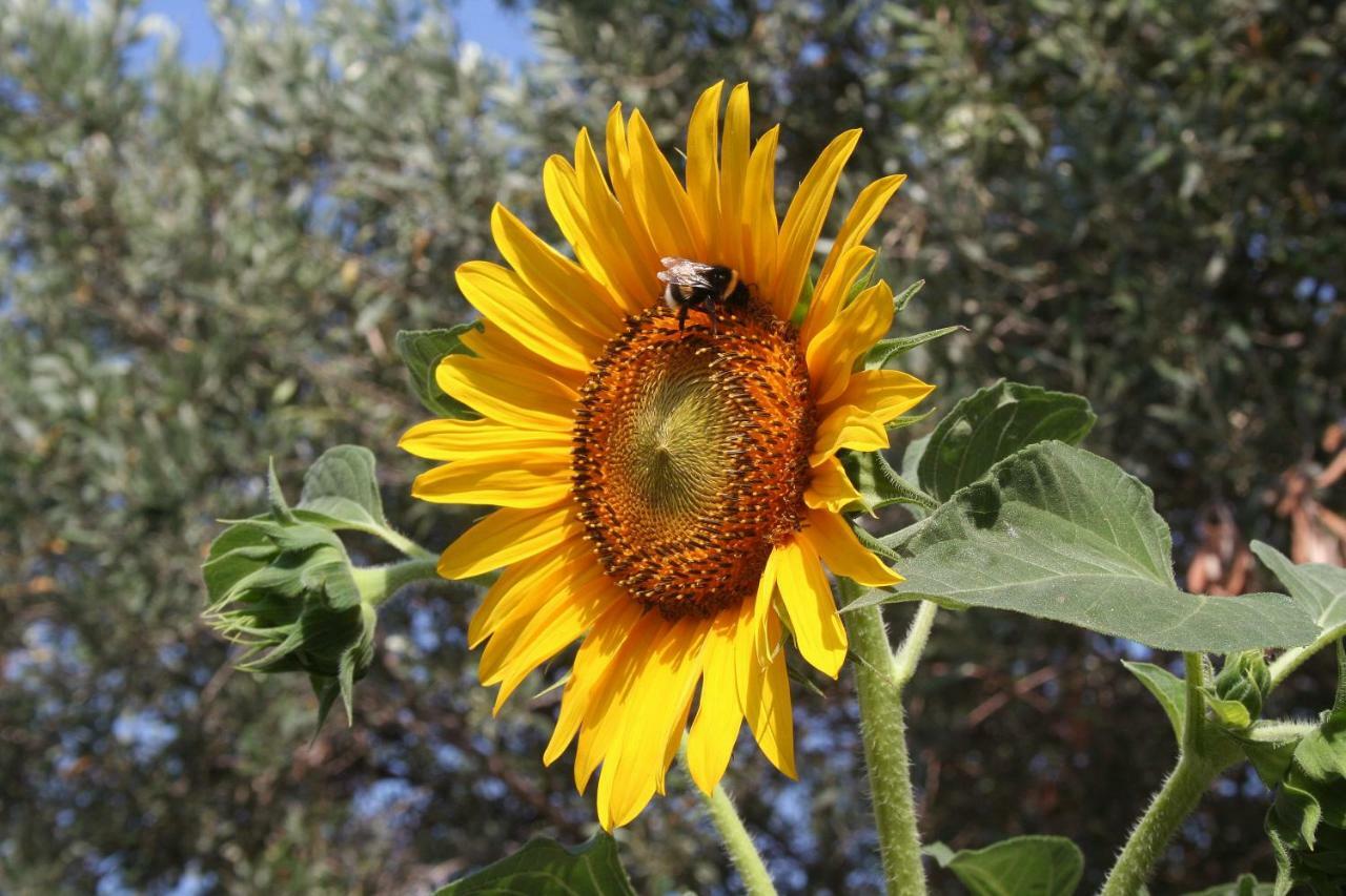 Sunflower Split Exteriér fotografie