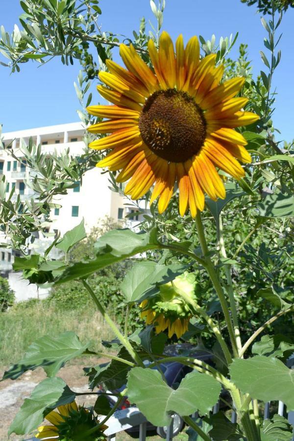 Sunflower Split Exteriér fotografie